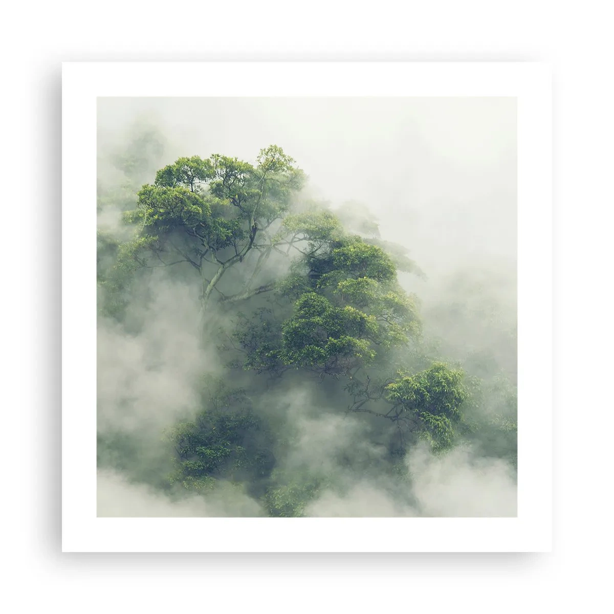 Póster - Envuelto en niebla - 50x50 cm