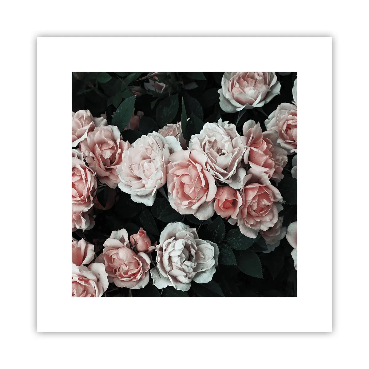 Póster - Conjunto de rosas - 30x30 cm