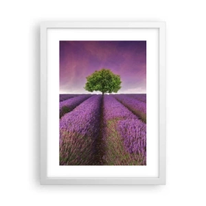 Póster en marco blanco - En los campos de lavanda - 30x40 cm