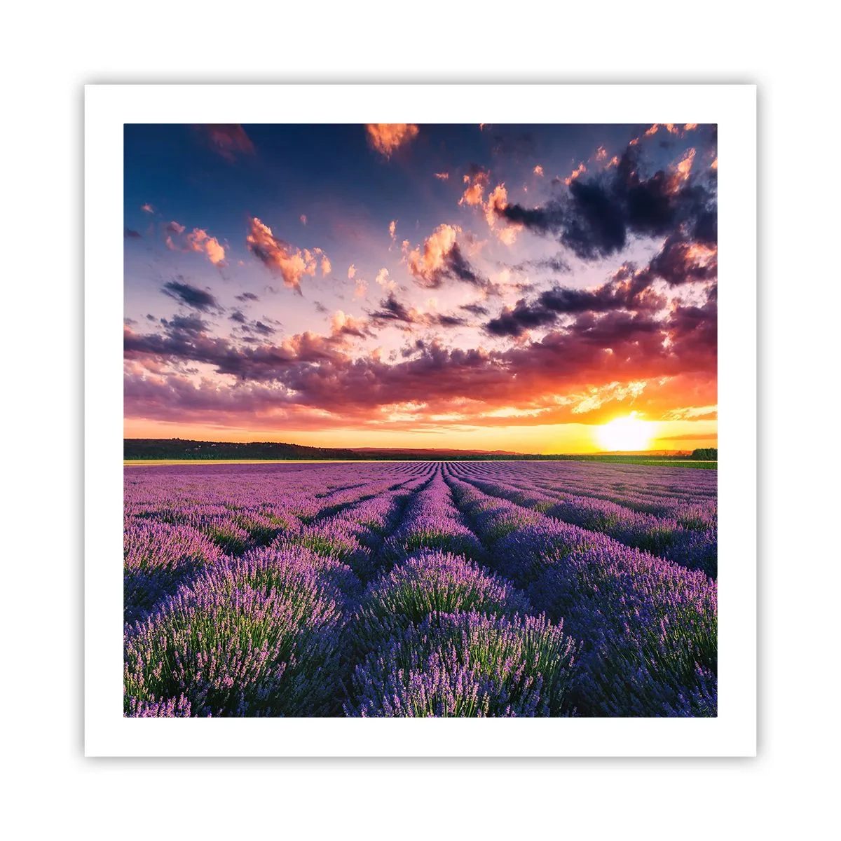 Póster - El mundo de la lavanda - 60x60 cm