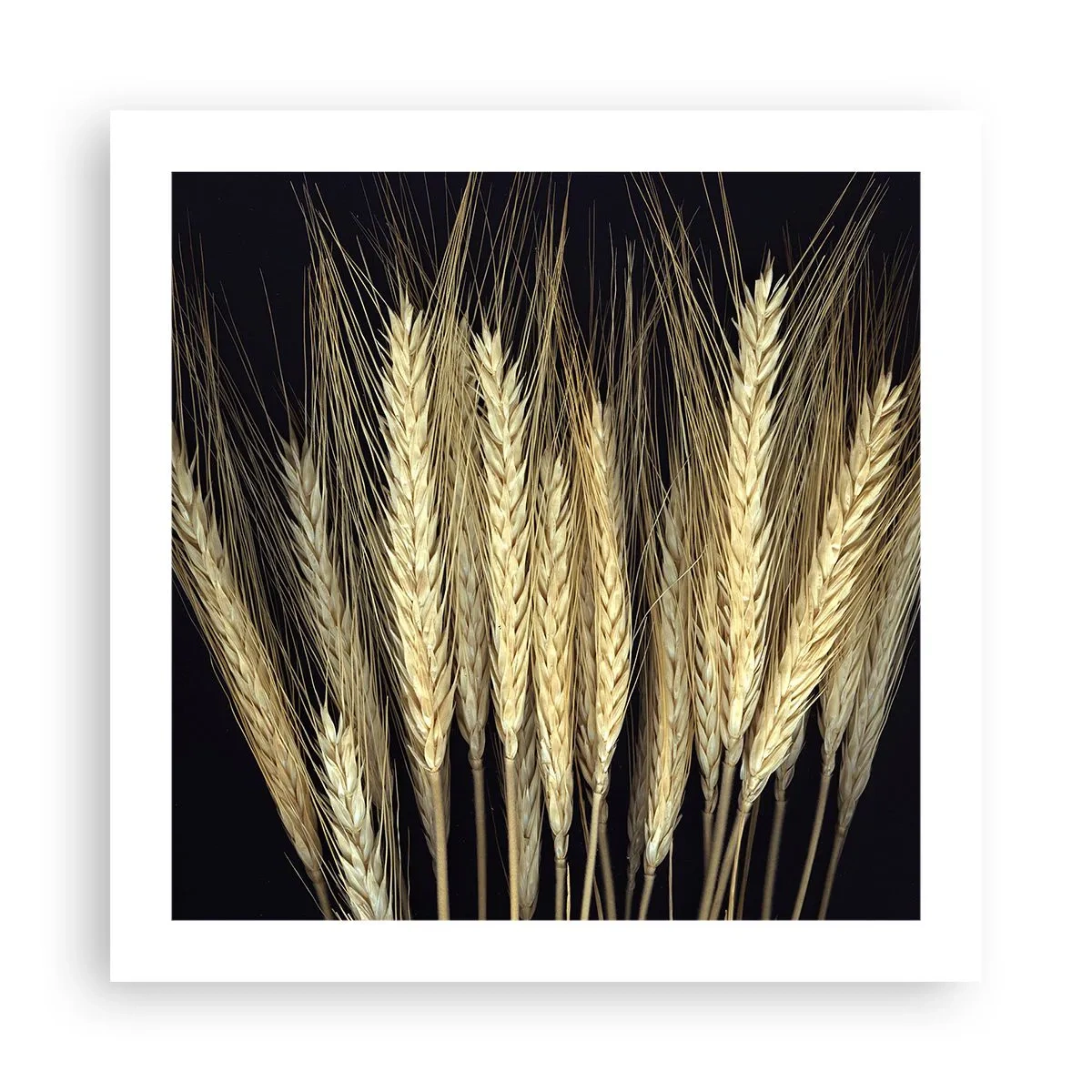 Póster - Magia rústica - 50x50 cm