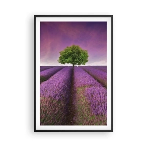 Póster en marco negro - En los campos de lavanda - 61x91 cm