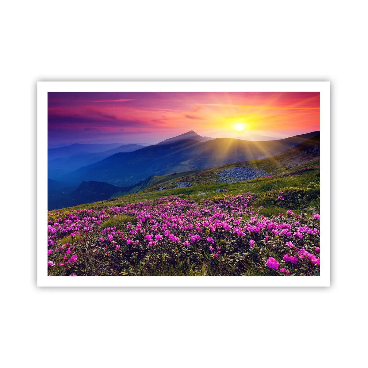 Póster - Un prado florido con vistas a las montañas durante la puesta de sol. - 100x70cm - ... Y el aroma a hierbas está por todas partes - Decoración de pared moderna para salón y dormitorio ARTTOR