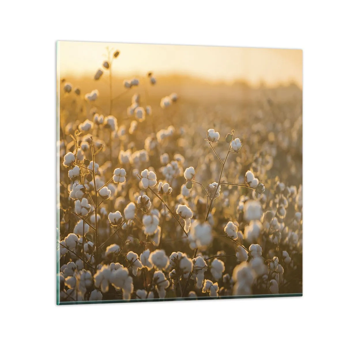 Cuadro sobre vidrio - Impresiones sobre Vidrio - Un campo esponjoso - 70x70 cm