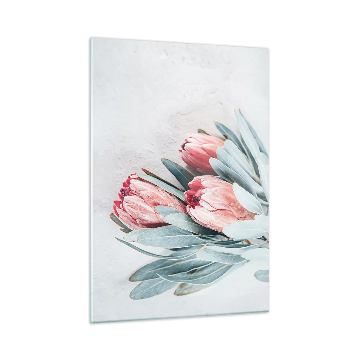 Cuadro sobre vidrio - Impresiones sobre Vidrio - Tres flores de protea pastel con hojas sobre un fondo claro. - 50x70cm - Avergonzada de su propia belleza - Decoración de pared moderna para salón y dormitorio ARTTOR