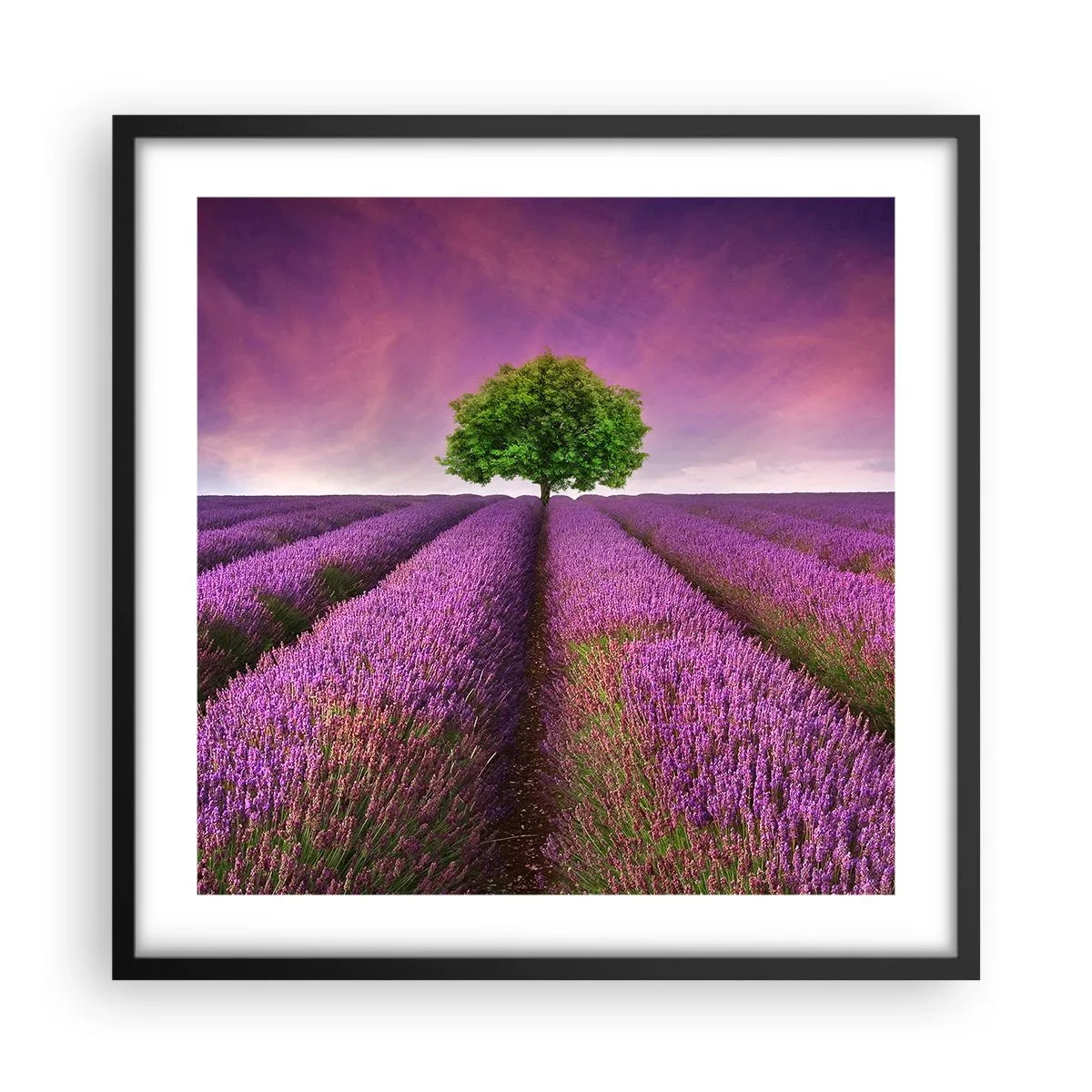 Póster en marco negro - En los campos de lavanda - 50x50 cm