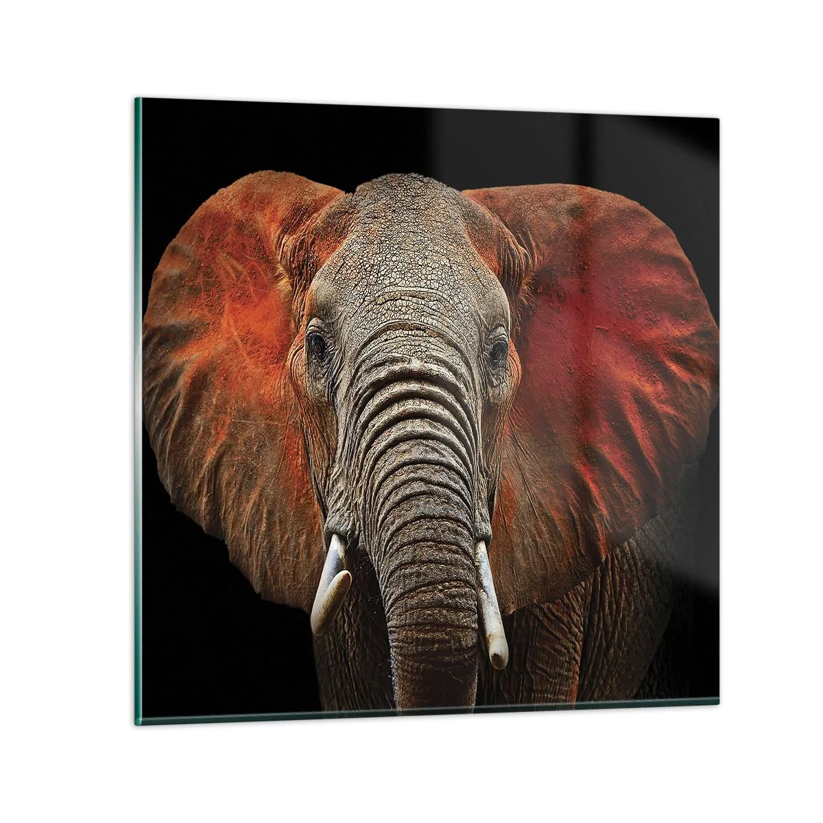 Cuadro sobre vidrio - Impresiones sobre Vidrio - Soy salvaje, ¿y tú? - 60x60 cm