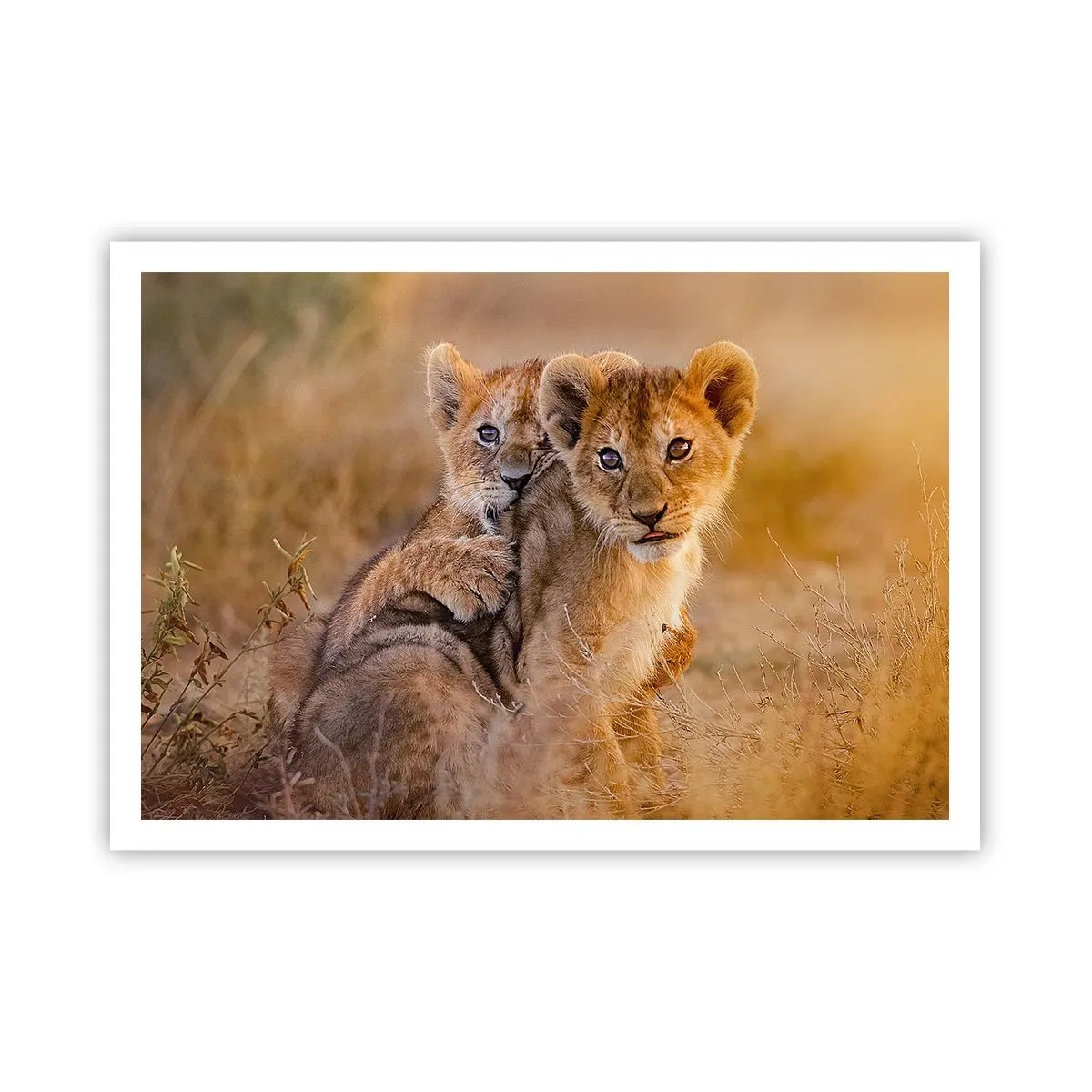 Póster - Adorables cachorros de león en su entorno natural. - 100x70cm - ¡No molestar! Nos estamos divirtiendo - Decoración de pared moderna para salón y dormitorio ARTTOR