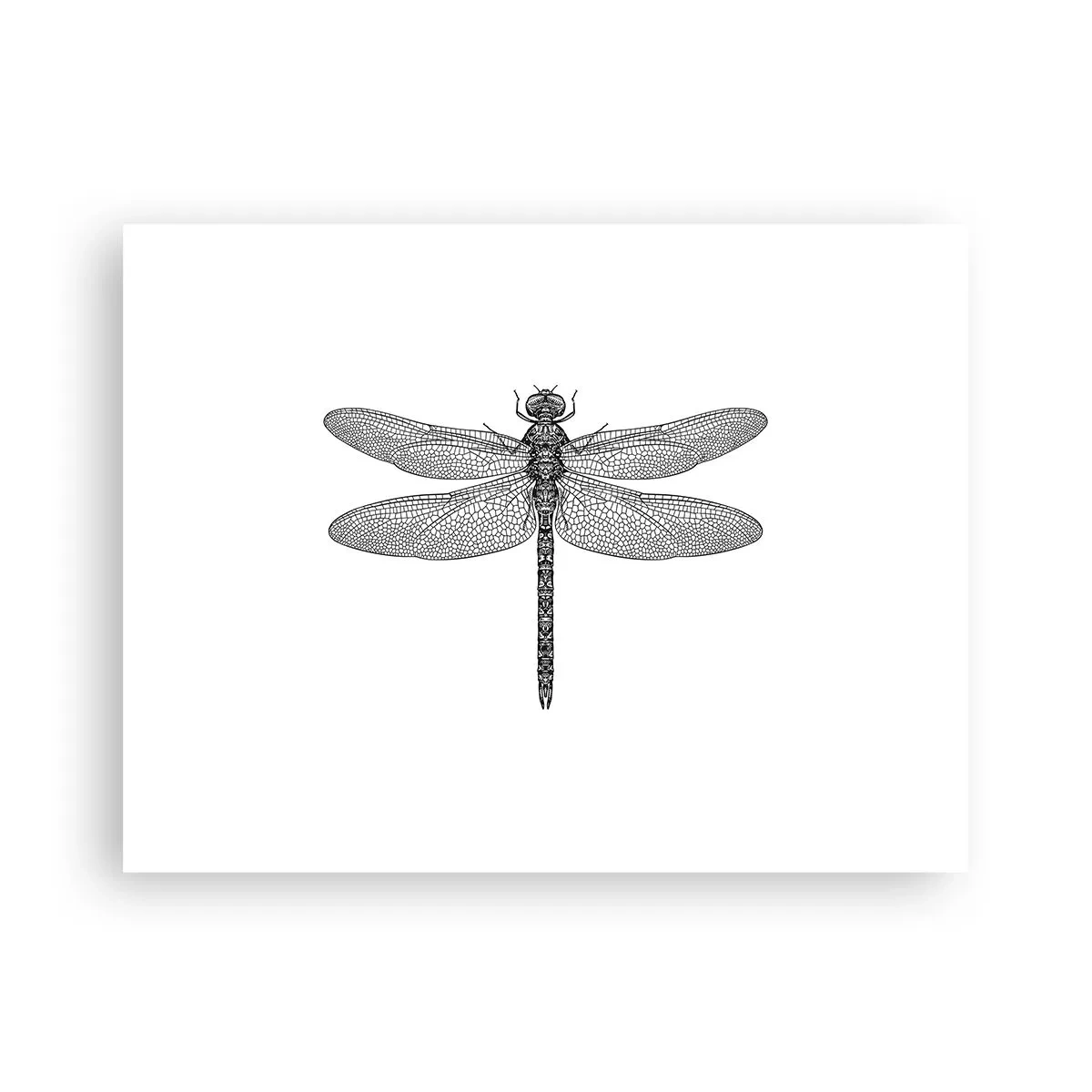 Póster - Precisión de la naturaleza - 40x30 cm