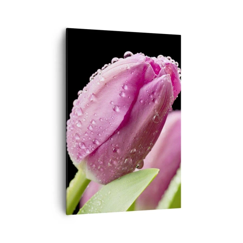 Cuadro sobre lienzo - Impresión de Imagen - Tulipán rosa con gotas de agua sobre fondo negro - 70x100cm - Un sueño de lilas en el rocío - Decoración de pared moderna para salón y dormitorio ARTTOR