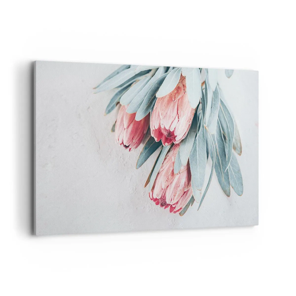 Cuadro sobre lienzo - Impresión de Imagen - Sutiles flores de protea rosa sobre un fondo claro. - 120x80cm - Avergonzada de su propia belleza - Decoración de pared moderna para salón y dormitorio ARTTOR