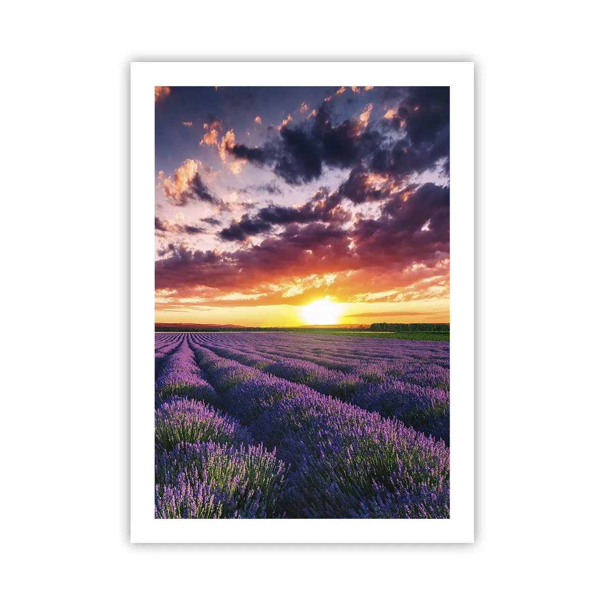 Póster - Campo de lavanda al atardecer - 50x70cm - El mundo de la lavanda - Decoración de pared moderna para salón y dormitorio ARTTOR
