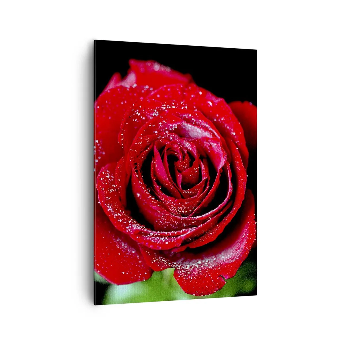 Cuadro sobre lienzo - Impresión de Imagen - Una rosa roja cubierta de gotas de rocío sobre un fondo negro. - 70x100cm - Eso es el amor - Decoración de pared moderna para salón y dormitorio ARTTOR