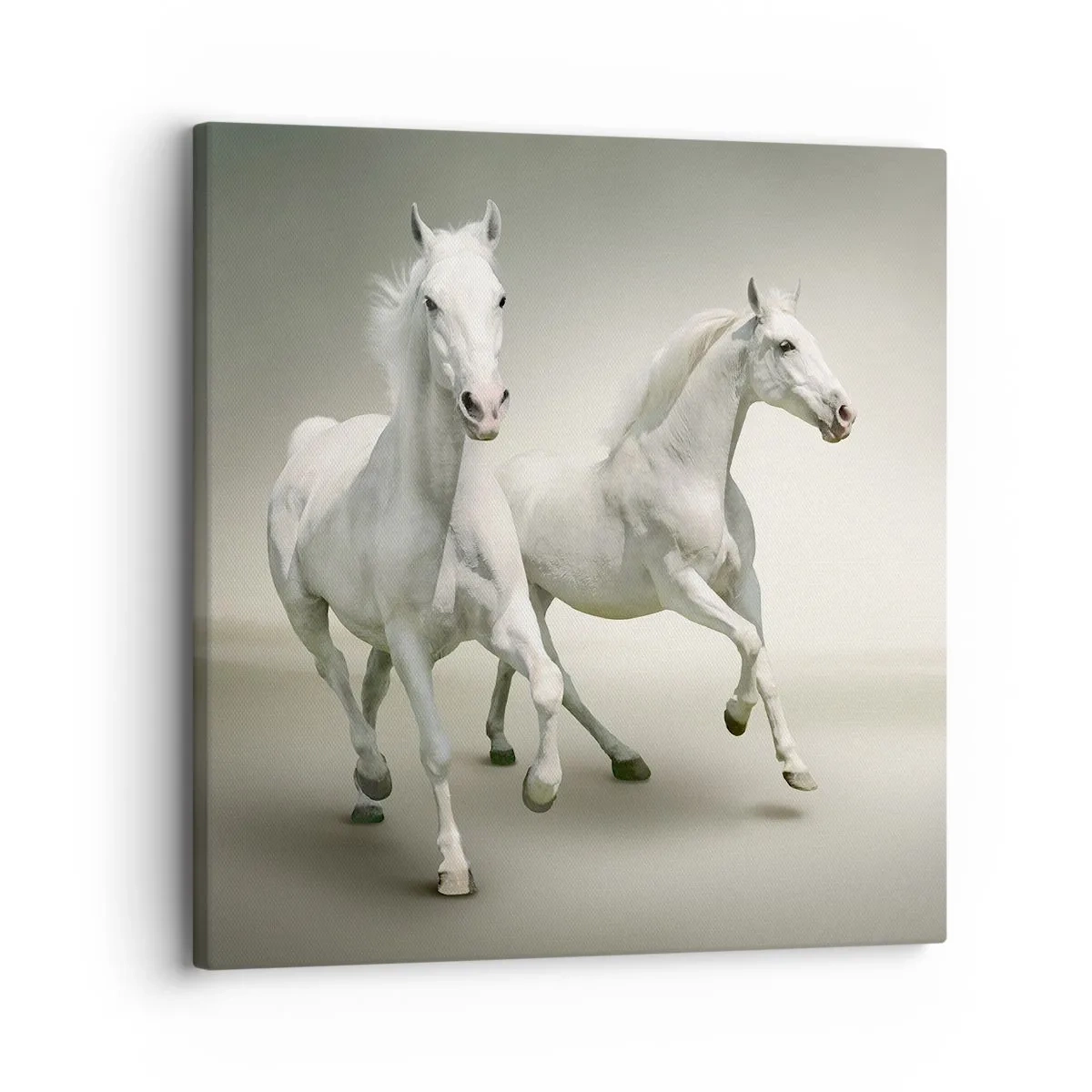 Cuadro sobre lienzo - Impresión de Imagen - ¡Poder blanco! - 30x30 cm