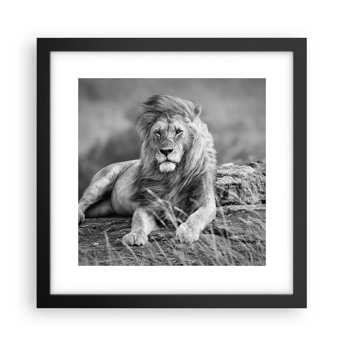 Póster en marco negro - La siesta real - 30x30 cm