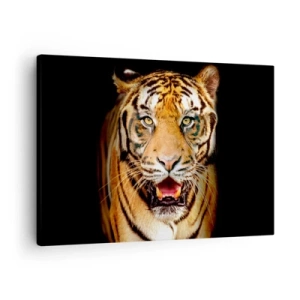 Cuadro sobre lienzo - Impresión de Imagen - Un tigre con la boca abierta sobre un fondo negro. - 70x50cm - Salvaje de corazón - Decoración de pared moderna para salón y dormitorio ARTTOR