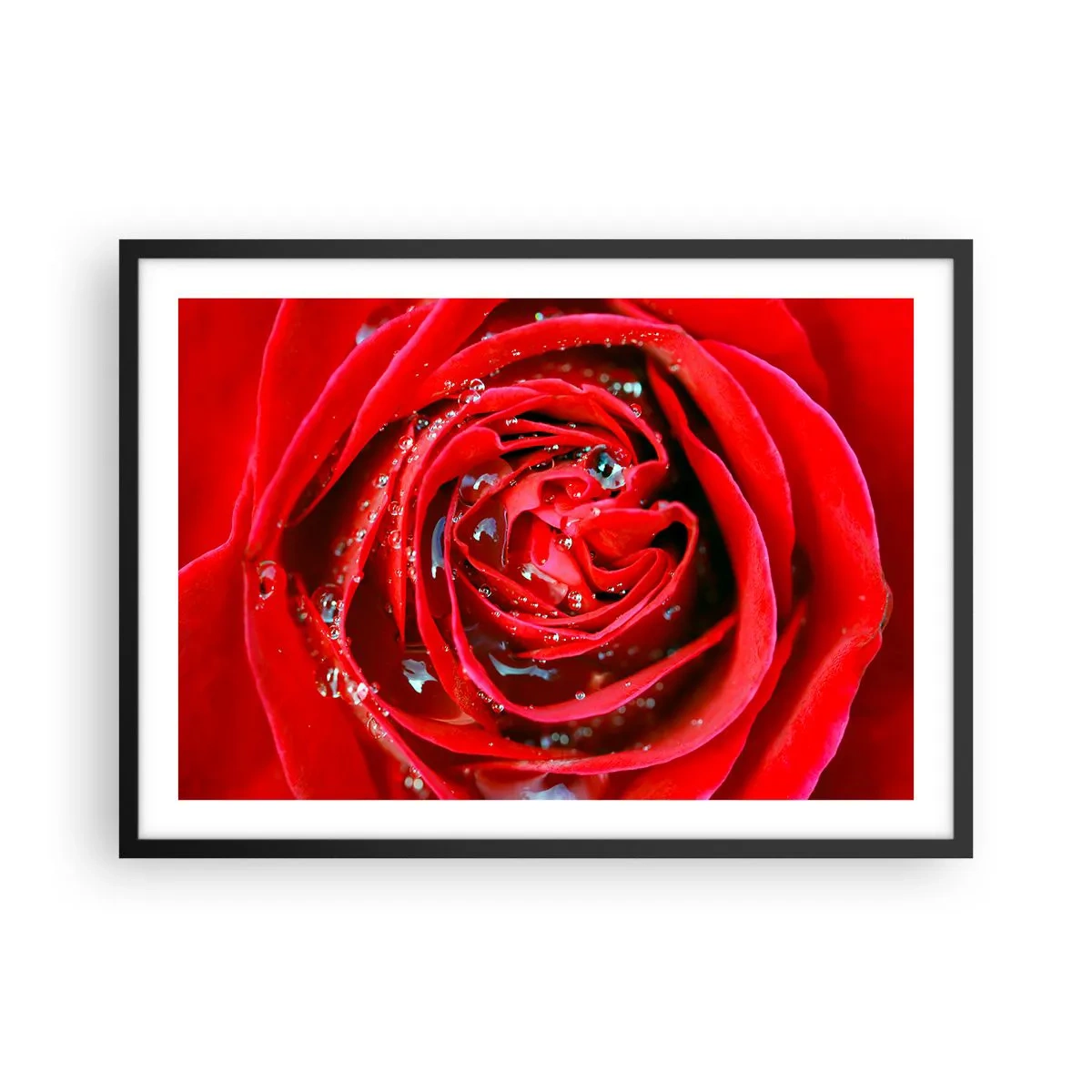 Póster en marco negro - Primer plano de una rosa roja con gotas de agua en los pétalos. - 70x50cm - En gotas de rocío - Decoración de pared moderna para salón y dormitorio ARTTOR