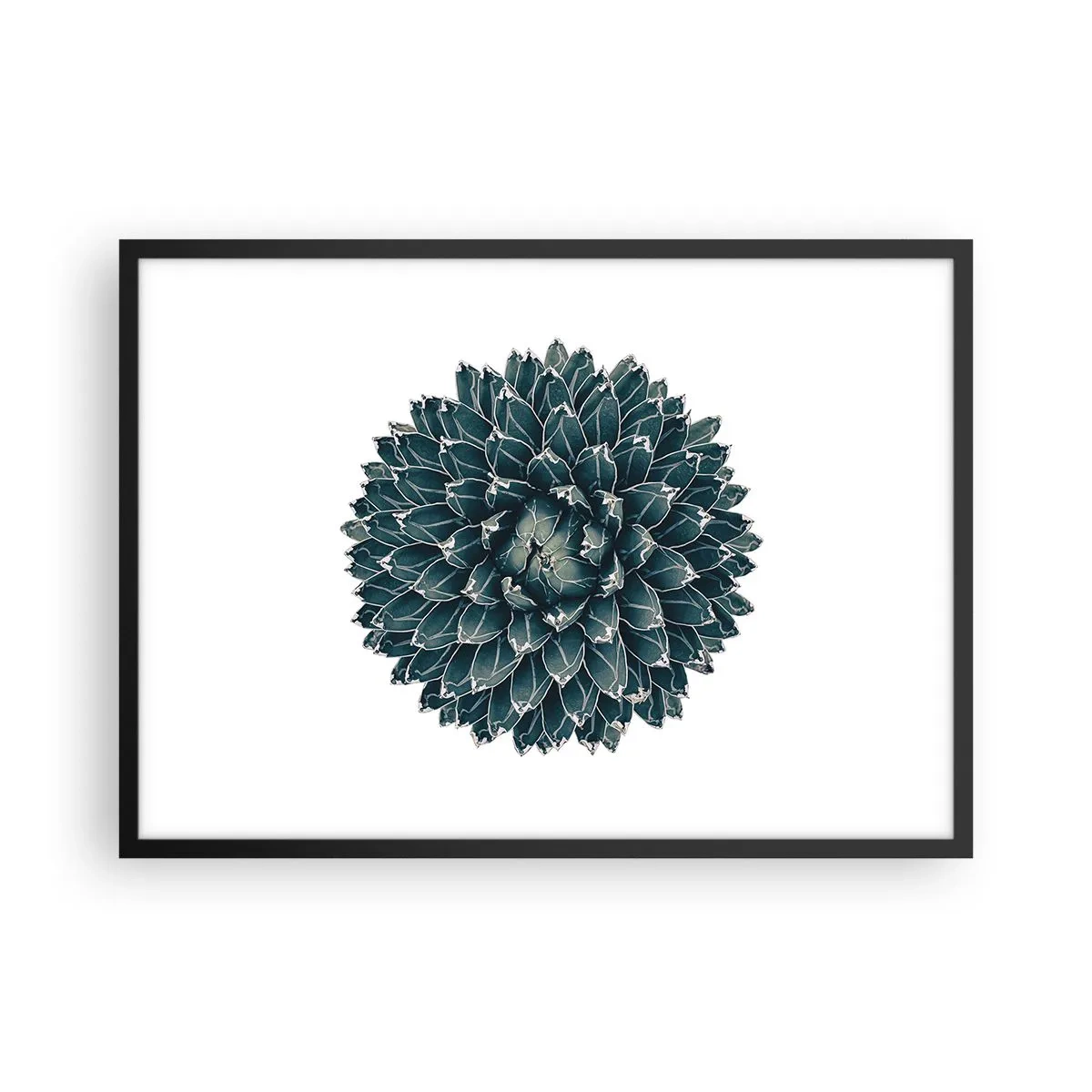 Póster en marco negro - Planta suculenta simétrica sobre un fondo blanco. - 70x50cm - Estrella del desierto - Decoración de pared moderna para salón y dormitorio ARTTOR