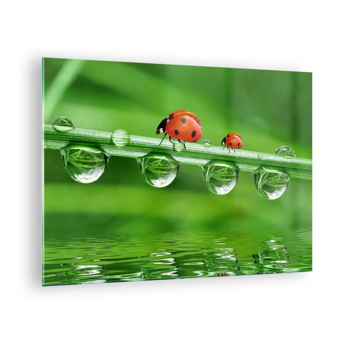 Cuadro sobre vidrio - Impresiones sobre Vidrio - Mariquitas sobre una brizna de hierba con gotas de rocío y reflejo en el agua. - 70x50cm - En el camino todo el verano - Decoración de pared moderna para salón y dormitorio ARTTOR