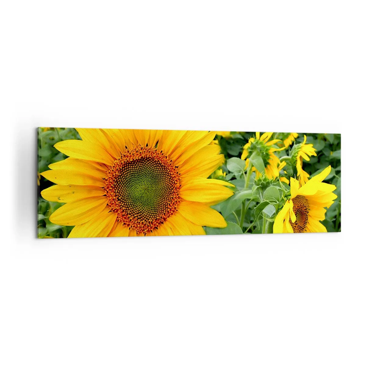 Cuadro sobre lienzo - Impresión de Imagen - Un campo de girasoles con flores amarillas sobre un fondo de hojas verdes. - 160x50cm - Cientos de soles estallan - Decoración de pared moderna para salón y dormitorio ARTTOR