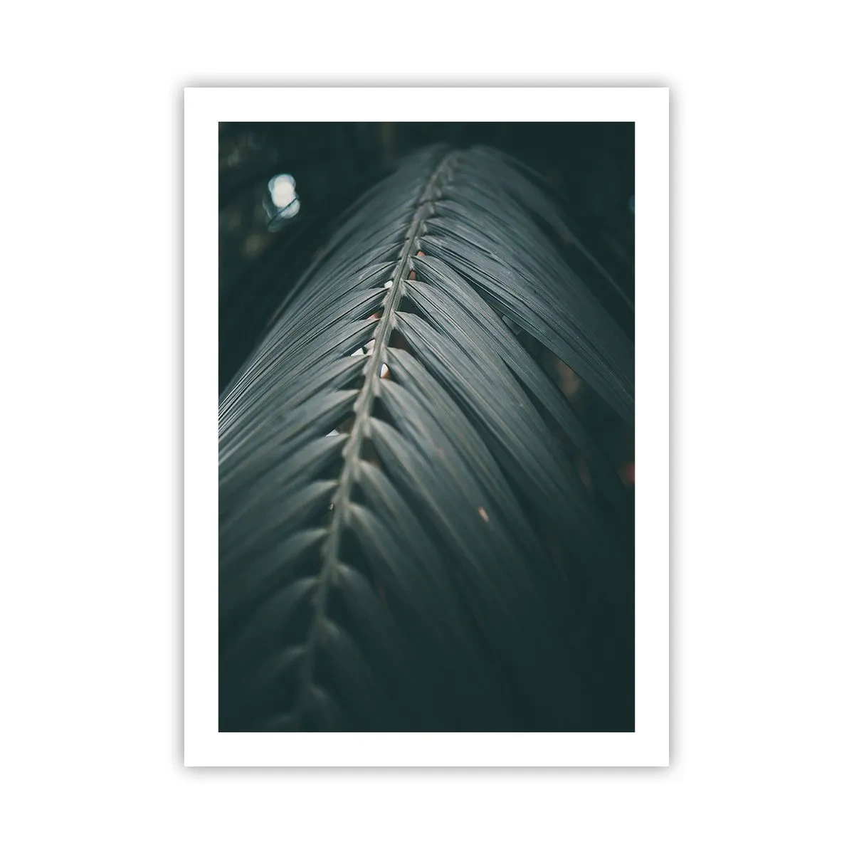 Póster - Una hoja de palma en tono oscuro con iluminación suave. - 50x70cm - La precisión de la naturaleza - Decoración de pared moderna para salón y dormitorio ARTTOR