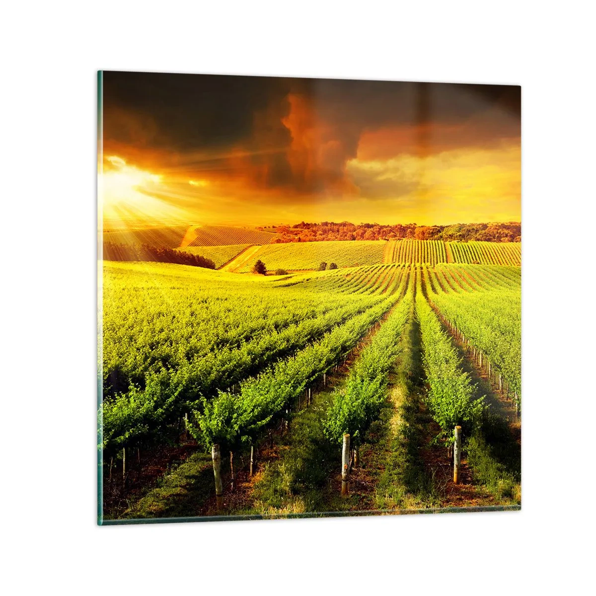 Cuadro sobre vidrio - Impresiones sobre Vidrio - Bajo el sol de Australia - 60x60 cm