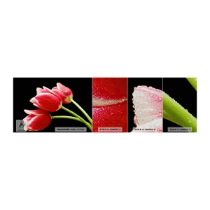 Muestra de fotomural Premium Sand - Promesa de amor puro - flores, tulipanes, Naturaleza - 100x30 cm