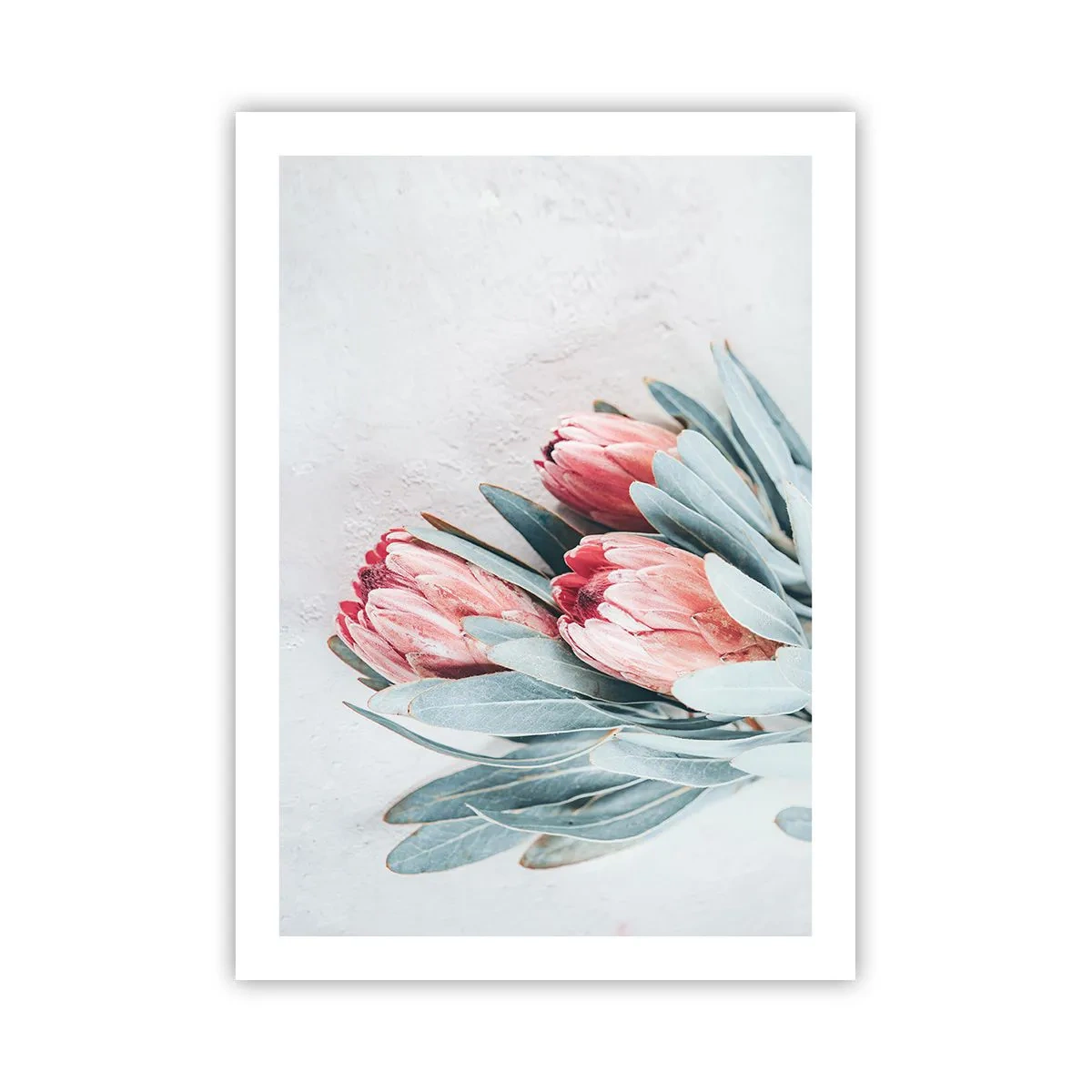 Póster - Una sutil composición de flores de protea sobre un fondo claro. - 50x70cm - Avergonzada de su propia belleza - Decoración de pared moderna para salón y dormitorio ARTTOR