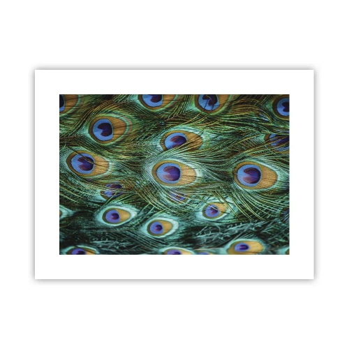 Póster - Mirada de pavo real - 40x30 cm