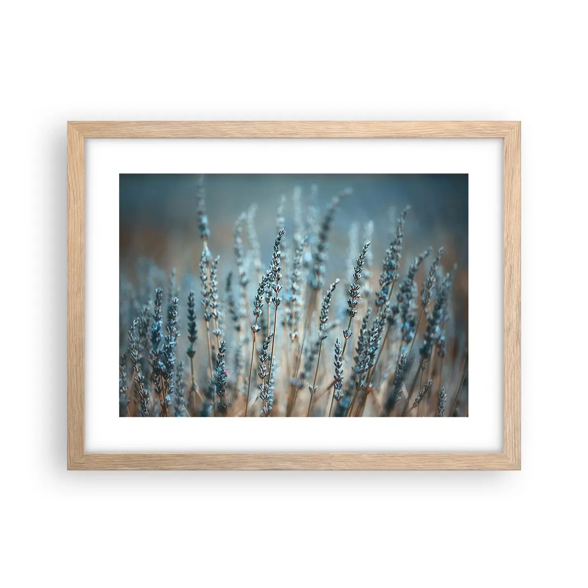 Póster en marco roble claro - Fragante pasto - 40x30 cm