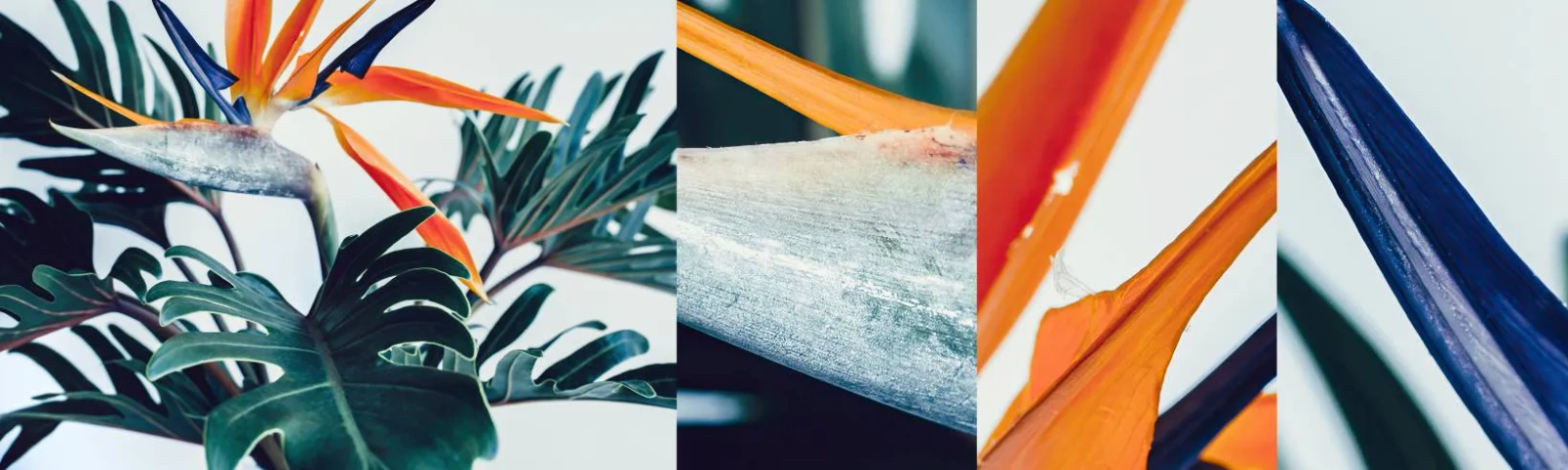 Muestra De Fotomural Standard Eco - La jaula del pájaro colorido - Plantas, bohemia, Exótico - 100x30 cm