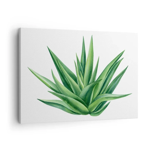 Cuadro sobre lienzo - Impresión de Imagen - Una planta verde jugosa sobre un fondo blanco. - 70x50cm - Verde - fuerza - vida - Decoración de pared moderna para salón y dormitorio ARTTOR