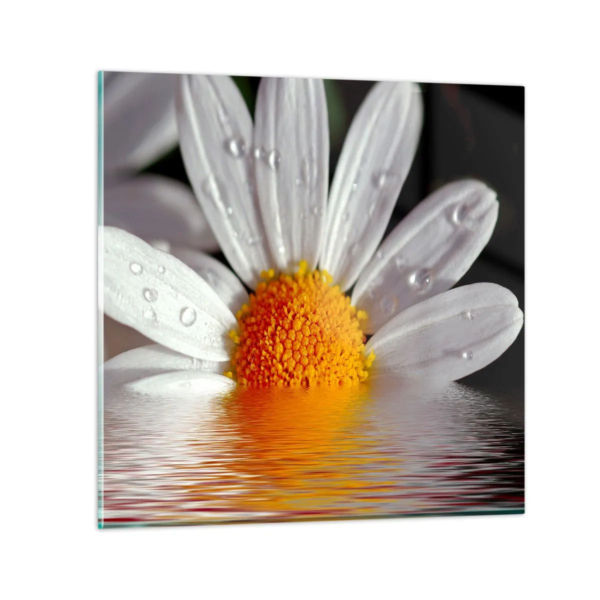 Cuadro sobre vidrio - Impresiones sobre Vidrio - El sol naciente de una margarita - 70x70 cm