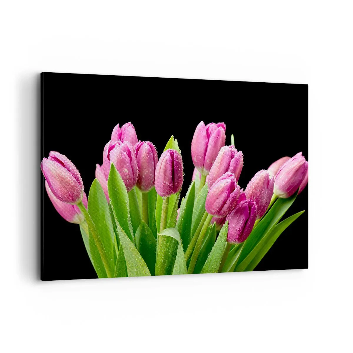 Cuadro sobre lienzo - Impresión de Imagen - Tulipanes rosados con gotas de rocío sobre un fondo negro - 120x80cm - La alegría de la primavera - Decoración de pared moderna para salón y dormitorio ARTTOR