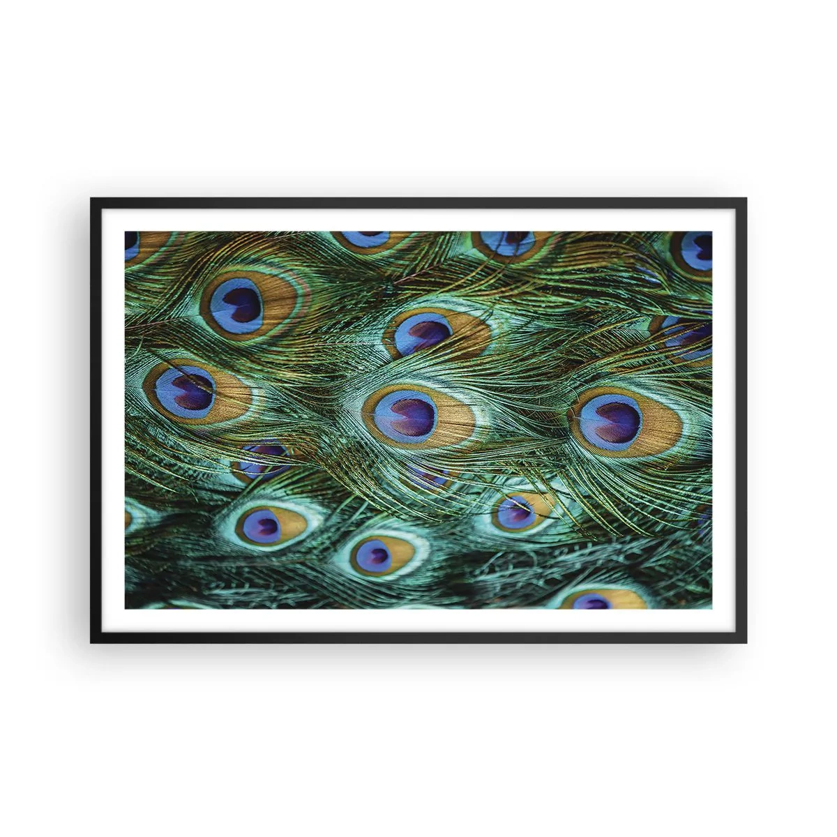 Póster en marco negro - Mirada de pavo real - 91x61 cm