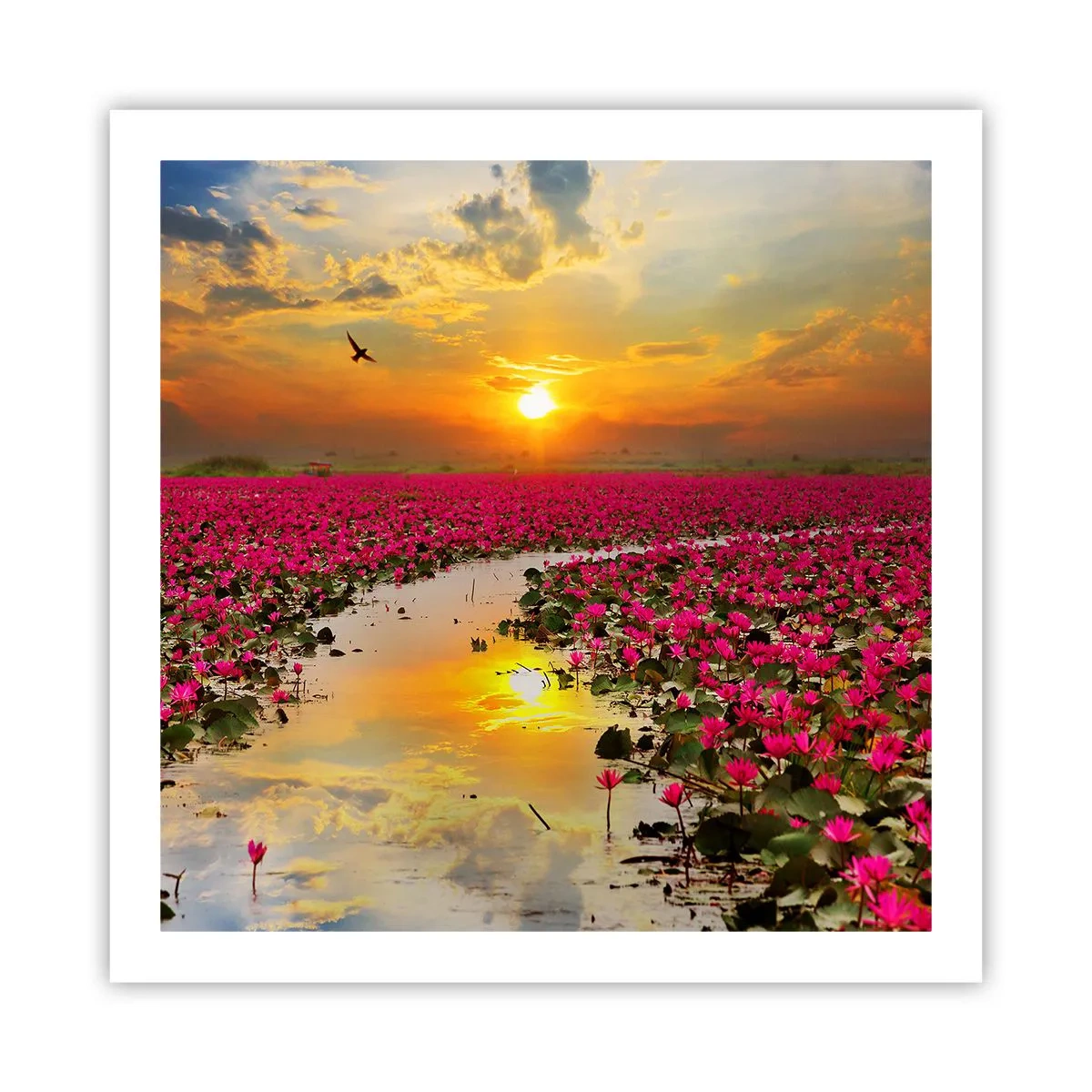 Póster - La vida secreta del lago - 60x60 cm