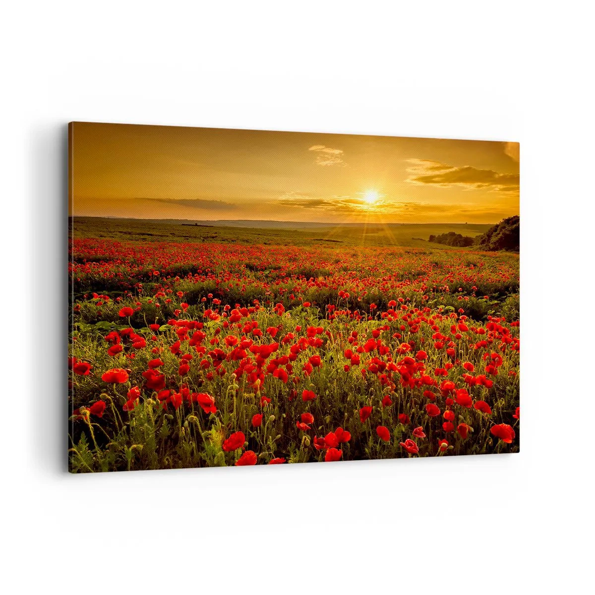 Cuadro sobre lienzo - Impresión de Imagen - Un campo de amapolas rojas bajo el resplandor del sol poniente. - 100x70cm - Entre los campos de flores - Decoración de pared moderna para salón y dormitorio ARTTOR