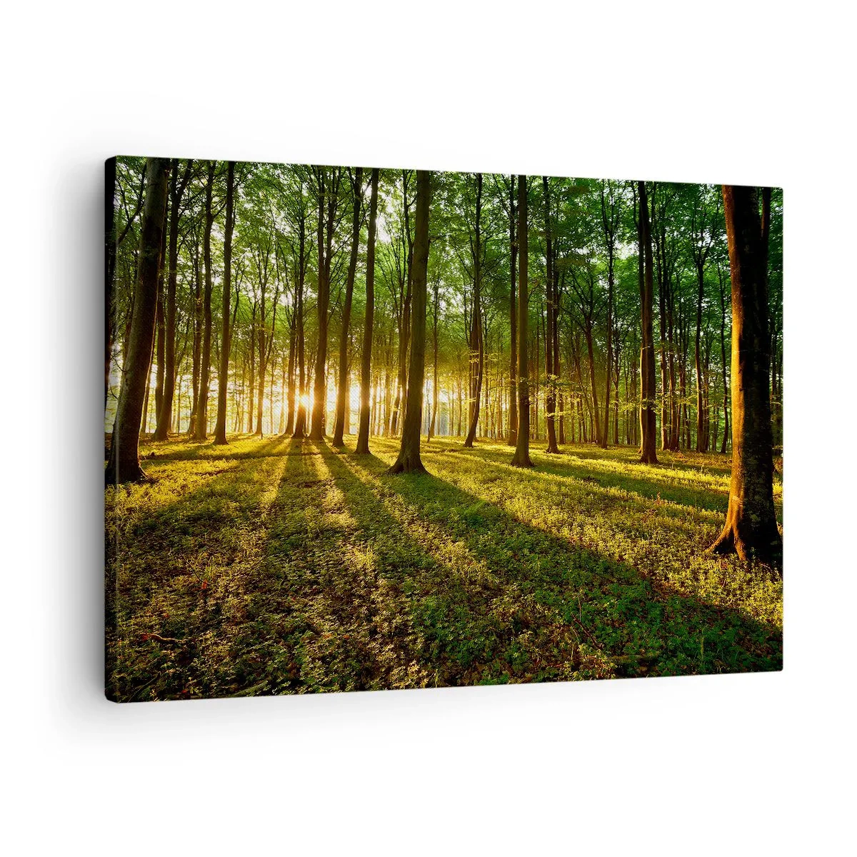 Cuadro sobre lienzo - Impresión de Imagen - El sol poniente en el bosque caducifolio - 70x50cm - Una fotografía de todos los manantiales - Decoración de pared moderna para salón y dormitorio ARTTOR