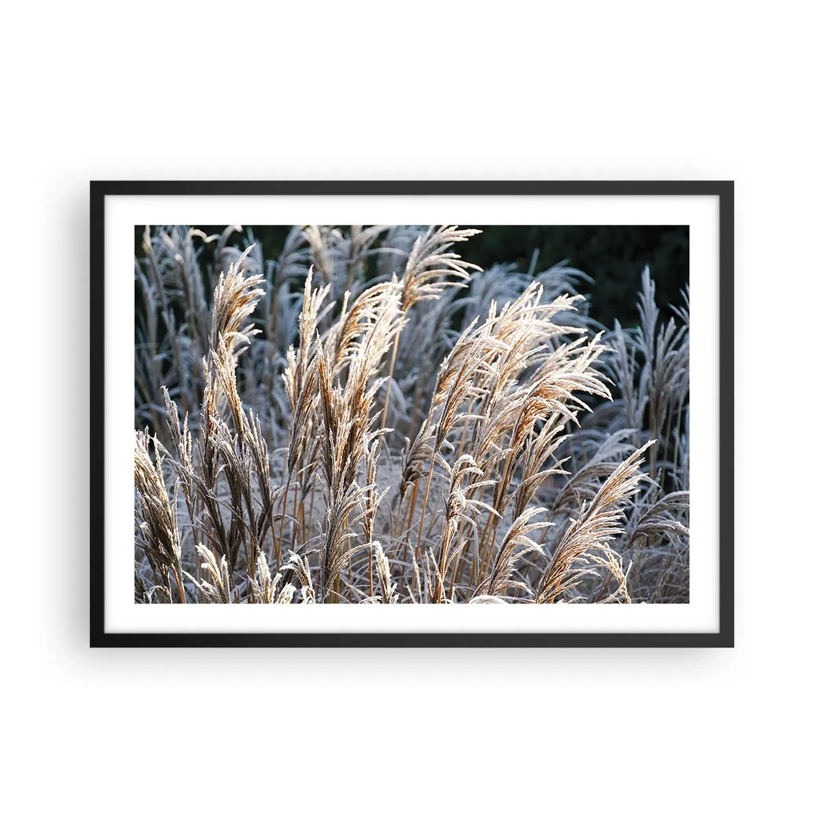 Póster en marco negro - Hojas de hierba invernales cubiertas de escarcha sobre un fondo verde oscuro - 70x50cm - Campos y campos - Decoración de pared moderna para salón y dormitorio ARTTOR