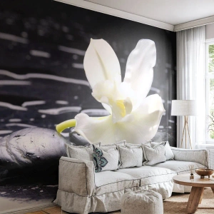 Fotomural Premium Sand - Un estudio en blanco y negro - flores, piedras, Orquídea - 200x140 cm