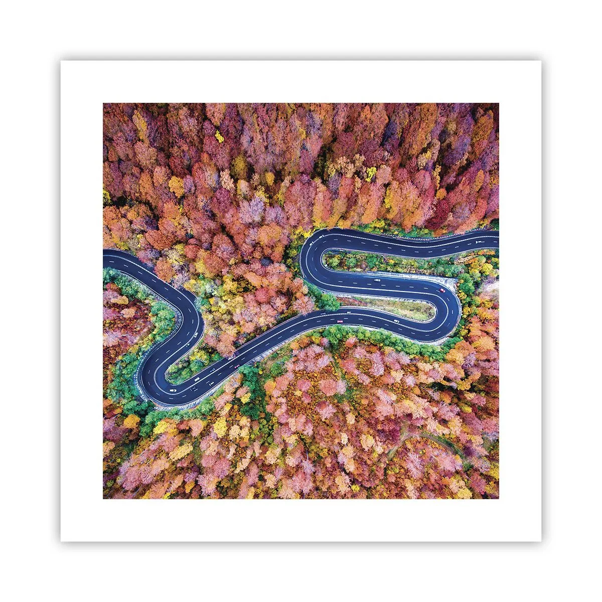 Póster - Un camino sinuoso a través del bosque - 40x40 cm