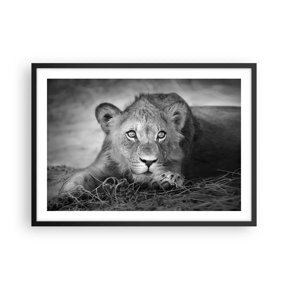 Póster en marco negro - Retrato monocromático de un león joven acostado - 70x50cm - Un cachorro real - Decoración de pared moderna para salón y dormitorio ARTTOR