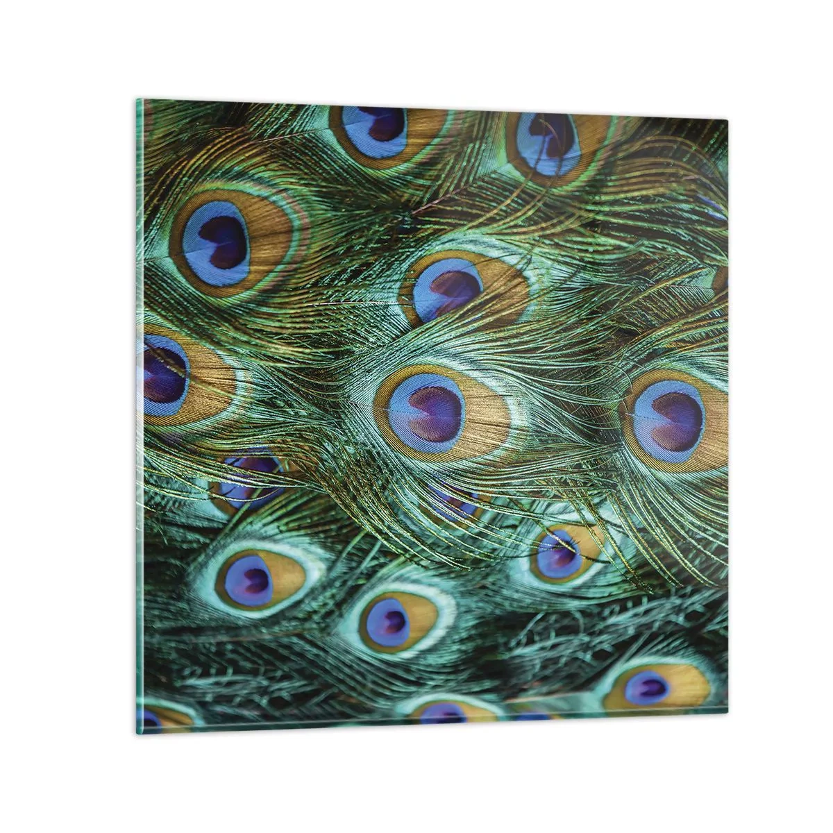 Cuadro sobre vidrio - Impresiones sobre Vidrio - Mirada de pavo real - 30x30 cm