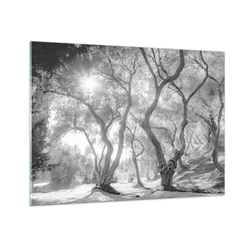 Cuadro sobre vidrio - Impresiones sobre Vidrio - Olivos blancos y negros a la luz del sol - 70x50cm - En un olivar - Decoración de pared moderna para salón y dormitorio ARTTOR