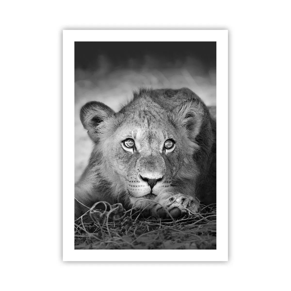 Póster - Un león joven en tonos monocromáticos. - 50x70cm - Un cachorro real - Decoración de pared moderna para salón y dormitorio ARTTOR