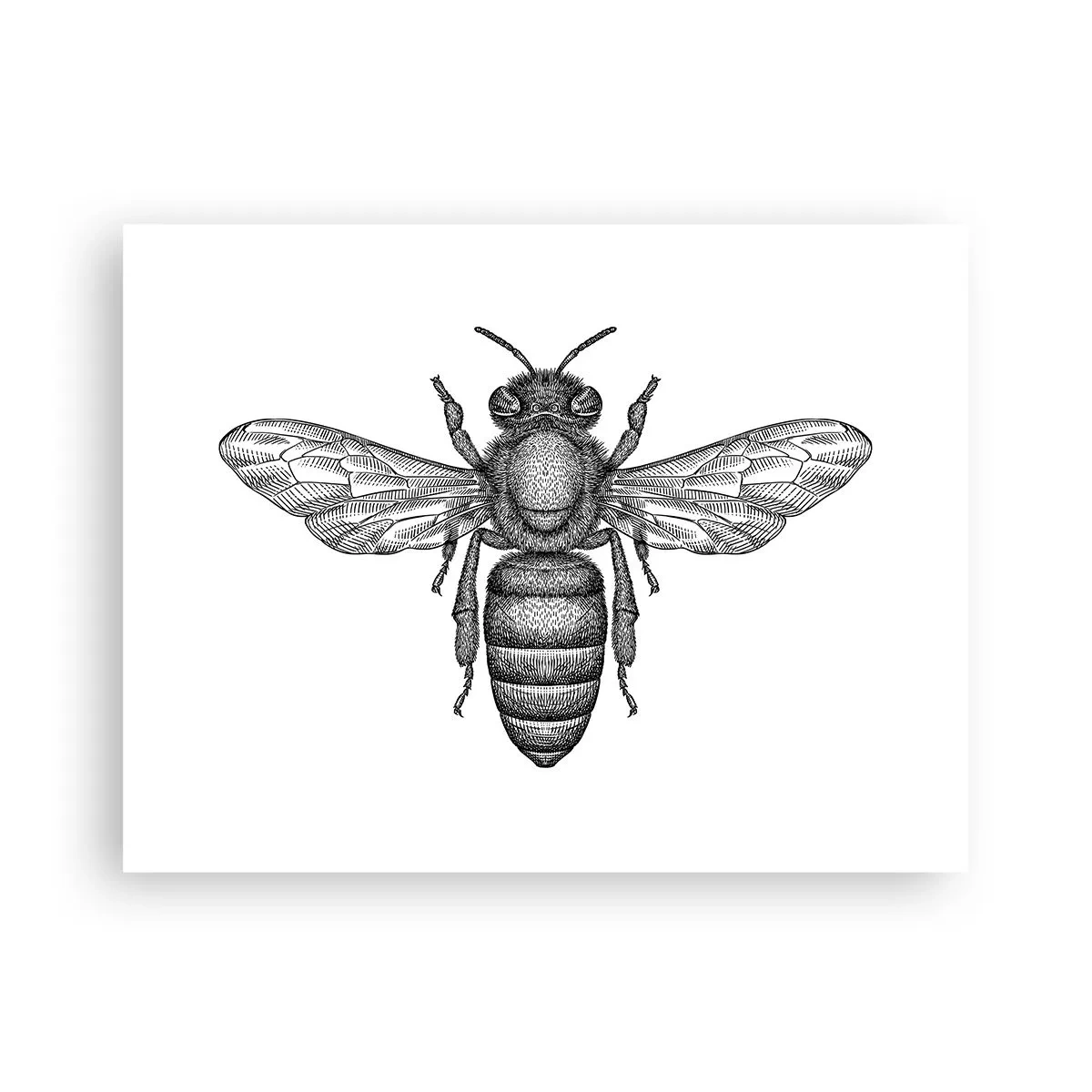 Póster - Retrato de insecto - 40x30 cm
