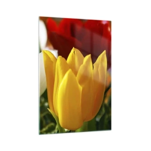 Cuadro sobre vidrio - Impresiones sobre Vidrio - Primer plano de tulipanes coloridos sobre un fondo primaveral - 70x100cm - Fiebre del tulipán - Decoración de pared moderna para salón y dormitorio ARTTOR