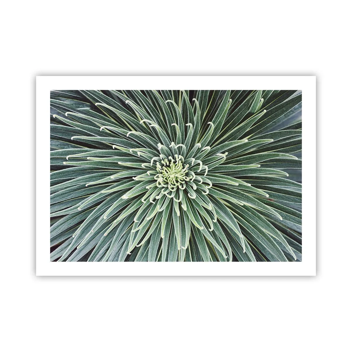 Póster - El nacimiento de una estrella - 70x50 cm