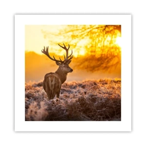Póster - Rey del bosque de otoño - 40x40 cm