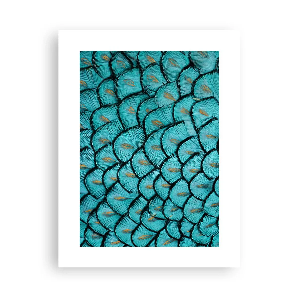 Póster - La gran gala de las plumas - 30x40 cm